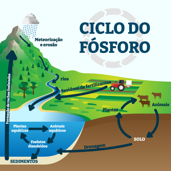 Representação das etapas do ciclo biogeoquímico do fósforo.