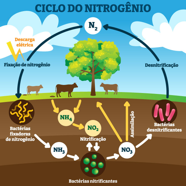 Representação das etapas do ciclo biogeoquímico do nitrogênio.