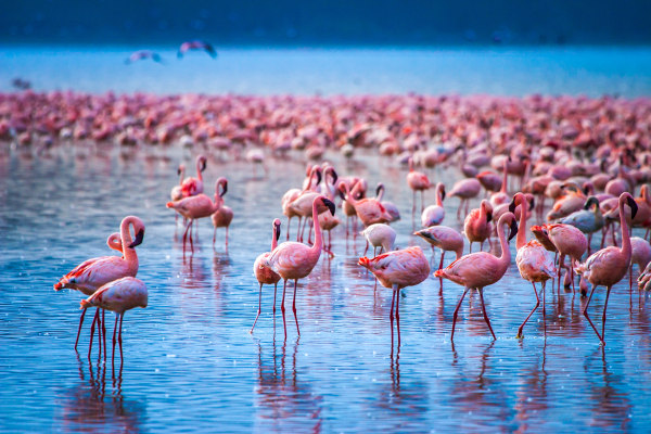 Flamingos no lago Nakuru, no Quênia.