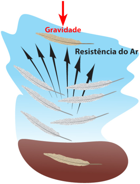 Influência da resistência do ar na queda das penas.