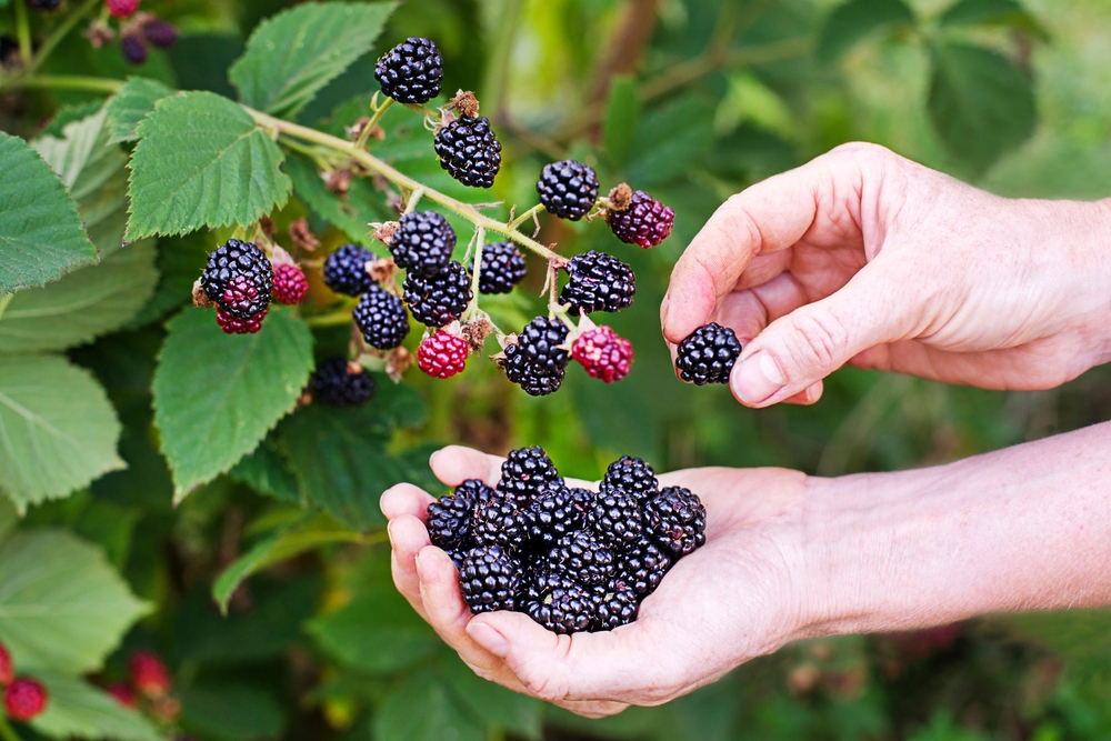 Pessoa colhendo amoras da árvore.