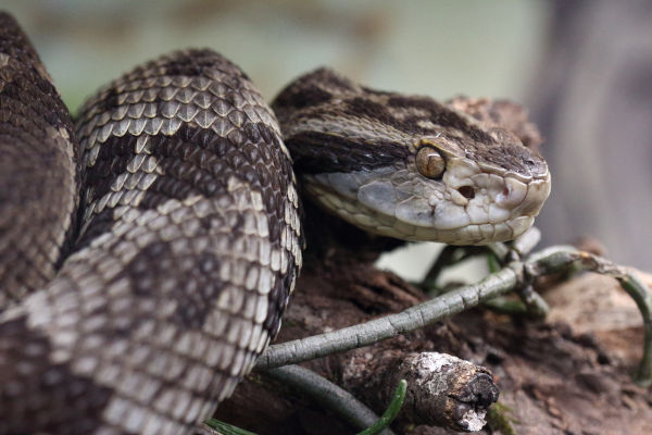 Jararaca (réptil), um dos animas da Mata Atlântica.