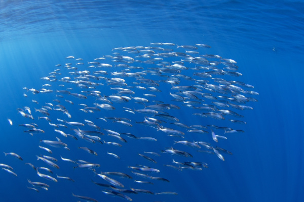 Peixes, um dos grupos dos animais vertebrados.