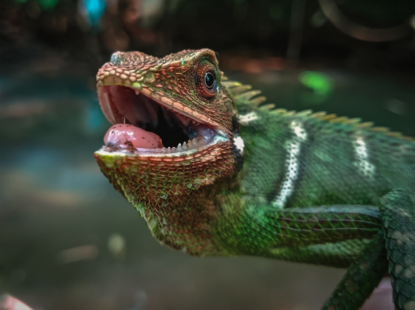 Representante dos répteis, um dos grupos dos animais vertebrados.