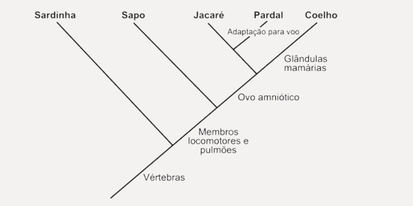 Cladograma em exercícios sobre taxonomia.