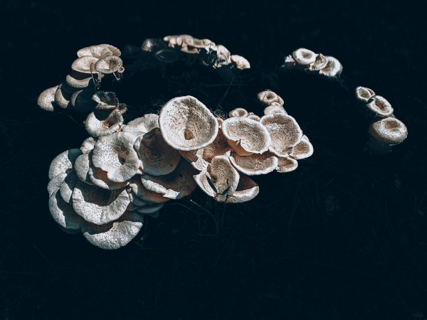 Exemplos de cogumelos, um tipo de fungo. [imagem_principal]