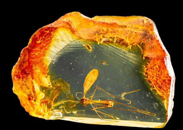 Fossilização em âmbar evidenciando que há mais de uma forma possível de serem formados fósseis.