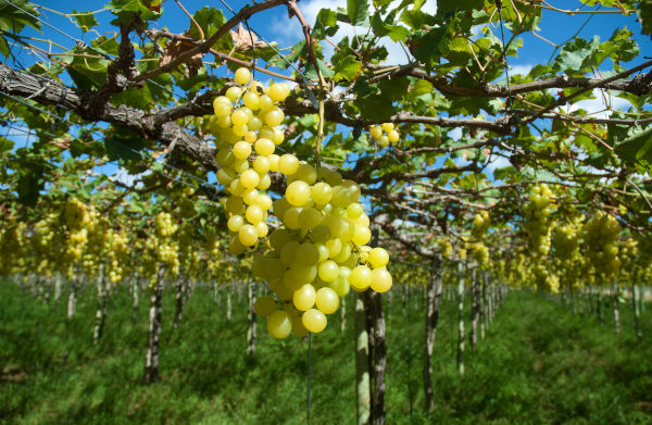 Parreiral no Sertão nordestino.
