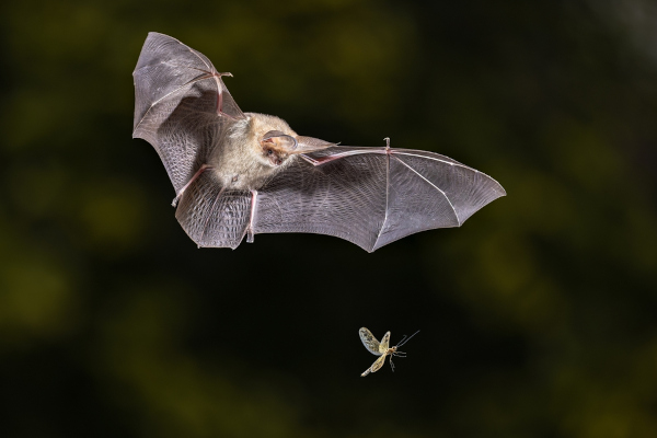 Morcego, exemplo de cordado.