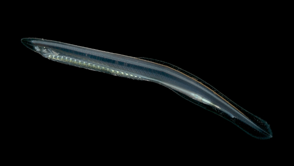 Anfioxo, exemplo de cordado do tipo cefalocordado.