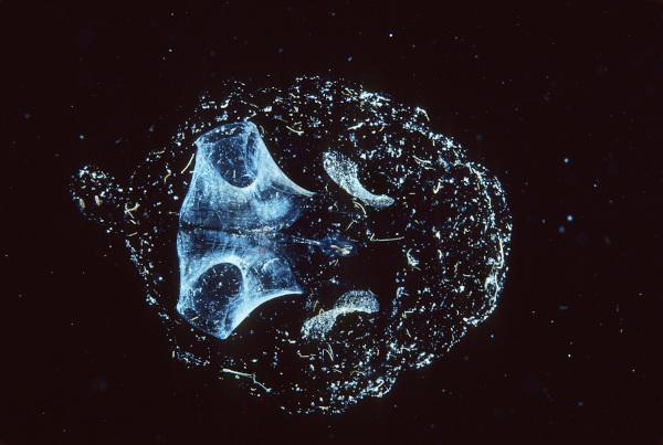 Oikopleura, exemplo de cordado tunicado de vida livre.