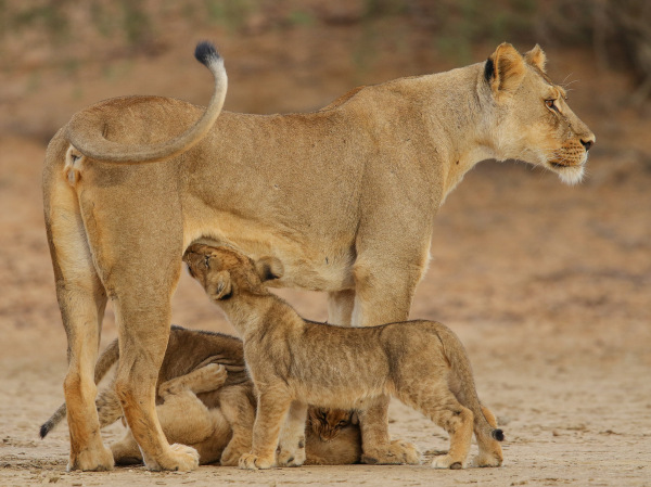 Filhotes mamando na leoa.