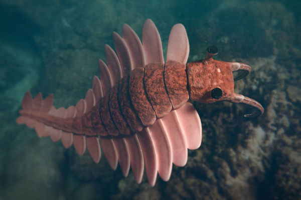 Anomalocari, exemplo de grande predador marinho do Período Cambriano.