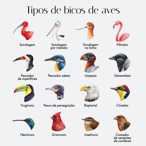 Diversidade de bicos das aves.
