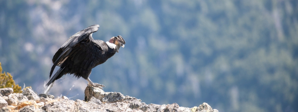 Condor-dos-andes (Vultur gryphus).