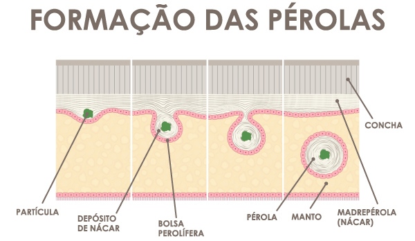 Formação das pérolas. 