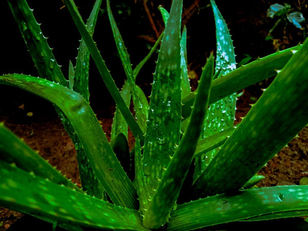 Aloe vera, de onde se extrai a babosa, um exemplo de subst&acirc;ncia natural.