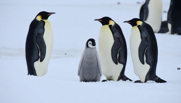 Pinguins polares, animais do Polo Sul.