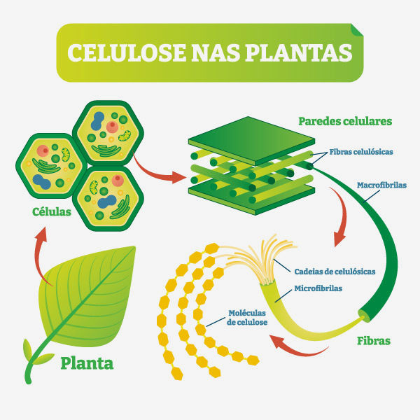 Estrutura da celulose de uma planta. 