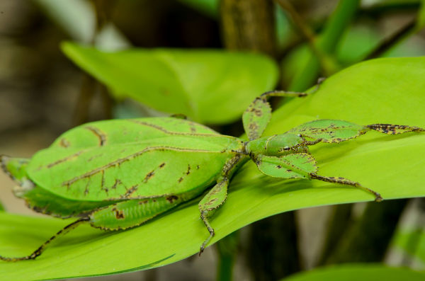 Bicho-folha entre folhagem, um exemplo de camuflagem.
