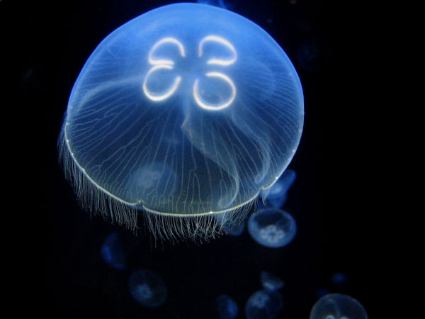 Água-viva-lua (Aurelia aurita), um dos animais marinhos.
