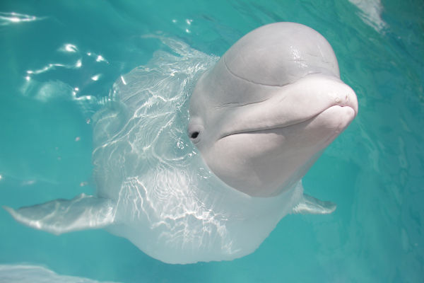 Baleia beluga (Delphinapterus leucas), um dos animais marinhos.