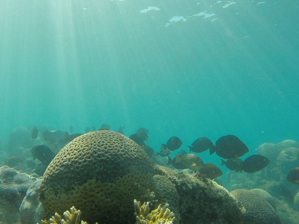 Coral-cérebro (Mussismilia braziliensis), um dos animais marinhos.