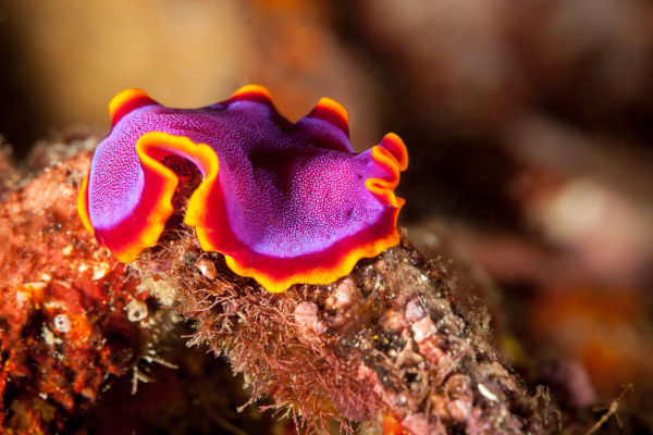 Planária marinha (Pseudoceros ferrugineus), um dos animais marinhos.
