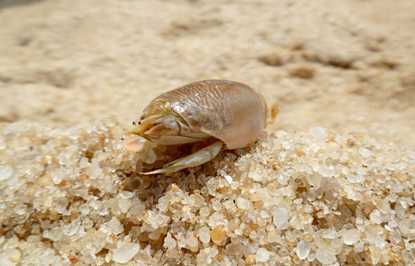 Tatuí (Eremita Brasiliensis), um dos animais marinhos.