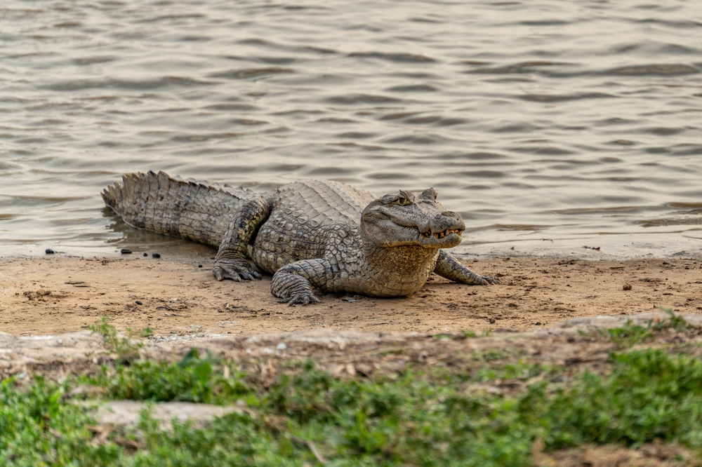 Jacaré-açu (Melanosuchus niger).