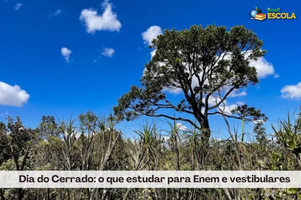 Foto mostra vegetação nativa do Cerrado, árvores e plantas de galhos tortos. Texto Dia do Cerrado: o que estudar para o Enem e vestibulares