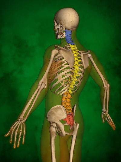 Ilustração do esqueleto humano de costas com as partes da coluna vertebral coloridas