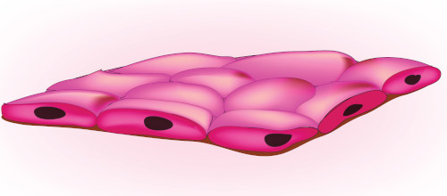 Ilustração da estrutura de um tecido epitelial classificado como pavimentoso.