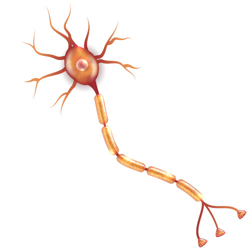 Ilustração de neurônio