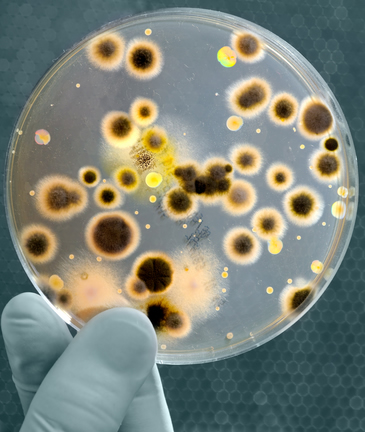 Com o cultivo de micro-organismos em placas de petri, percebemos a quantidade de seres vivos que estão presentes em mãos não higienizadas