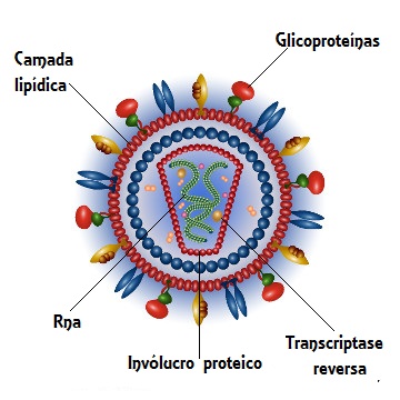 Examine as características morfológicas do HIV