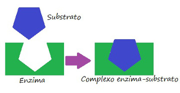 Observe o esquema exemplificando a especificidade da enzima