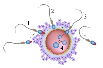 Observe o esquema representando as etapas da ovulação