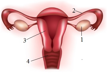Observe as estruturas que compõem o sistema reprodutor feminino