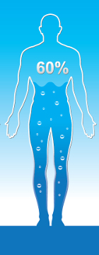 Cerca de 60% do corpo de um adulto é formado por água