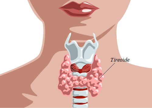 A tireoide é uma glândula endócrina, pois lança hormônios na corrente sanguínea