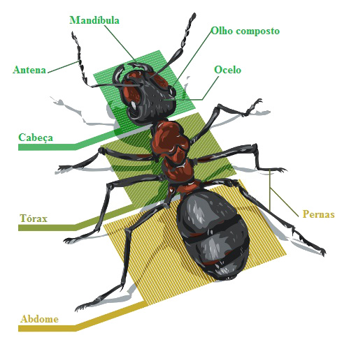 Insecta News: INSETO DO DIA