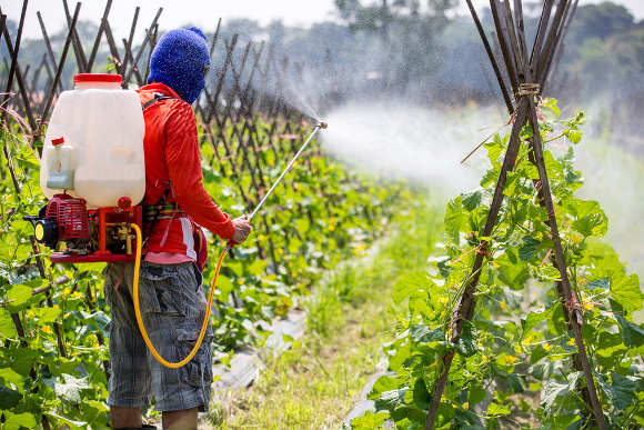 O controle e eliminação de pragas por meio do uso de defensivos químicos é comum na agricultura intensiva