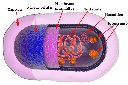 Observe a presença do nucleoide e dos plasmídeos na célula procarionte. Os plasmídeos são um tipo de DNA extracromossômico