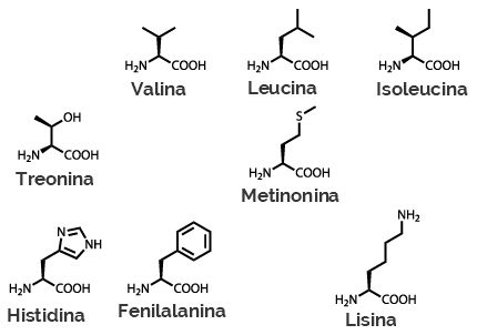 Fórmulas estruturais dos aminoácidos essenciais