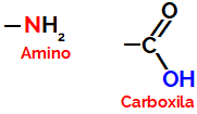 Grupos funcionais carboxila e amino