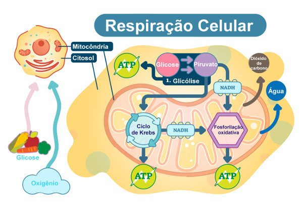 localização celular da cadeia respiratória