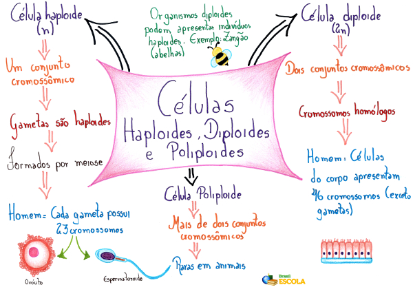 Células diploides e haploides - Brasil Escola