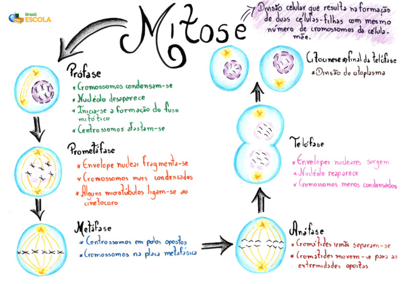 Mitose: o que é, fases, funções e importância - Toda Matéria