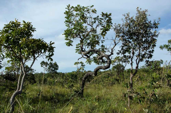 A vegetação do Cerrado é composta por árvores de troncos tortuosos e raízes profundas.